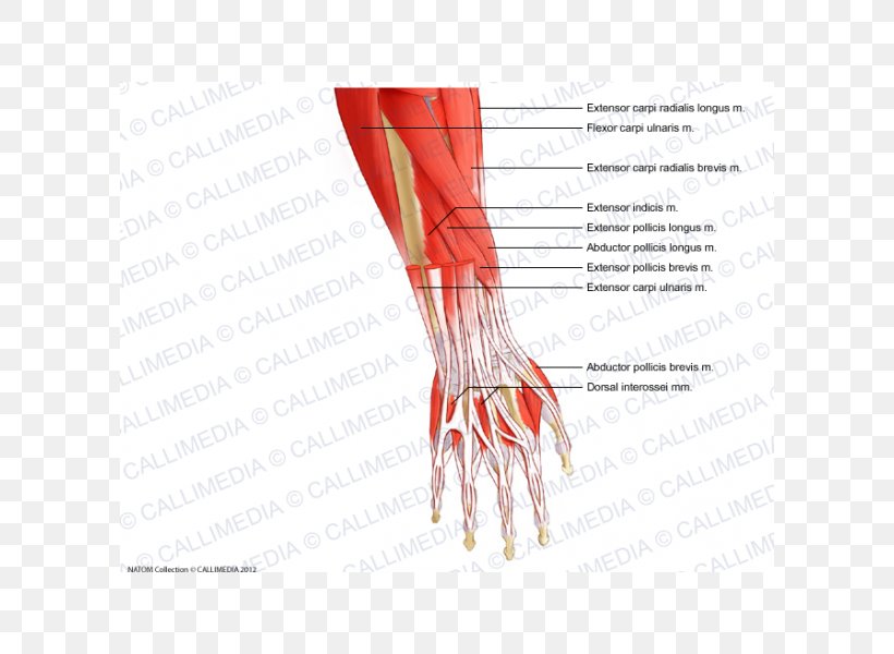 Thumb Forearm Muscle Anatomy Wrist, PNG, 600x600px, Watercolor, Cartoon, Flower, Frame, Heart Download Free