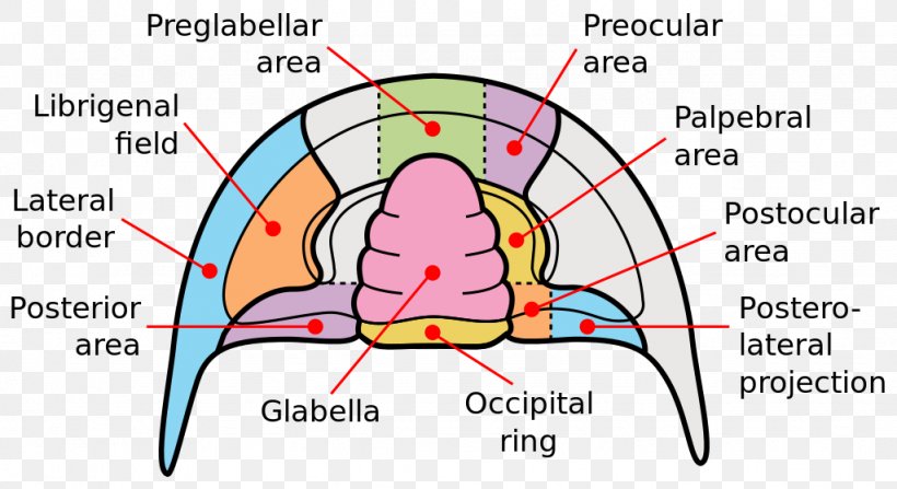 Trilobite QAPF Diagram Cephalon Glabella, PNG, 1024x559px, Watercolor, Cartoon, Flower, Frame, Heart Download Free