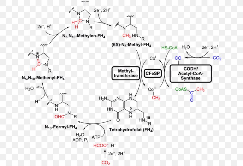 Wood–Ljungdahl Pathway Acetyl-CoA Last Universal Common Ancestor Coenzyme A Bacteria, PNG, 680x560px, Acetylcoa, Acetyl Group, Anaerobic Organism, Area, Bacteria Download Free