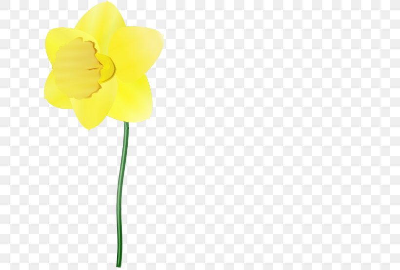 Yellow Flower Plant Petal Narcissus, PNG, 640x554px, Watercolor, Amaryllis Family, Cut Flowers, Flower, Narcissus Download Free
