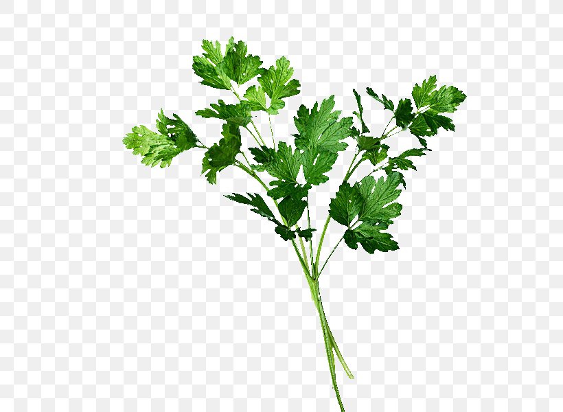 Coriander Parsley Leaf Vegetable, PNG, 600x600px, Coriander, Branch, Food, Herb, Ingredient Download Free