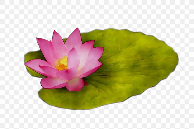 Sacred Lotus Pink M Leaf Lotus-m RTV Pink, PNG, 1583x1053px, Sacred Lotus, Aquatic Plant, Artificial Flower, Flower, Flowering Plant Download Free