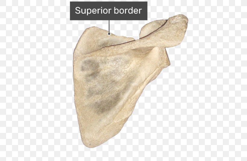 Spine Of Scapula Supraspinatous Fossa Infraspinatous Fossa Infraglenoid Tubercle, PNG, 770x533px, Scapula, Acromion, Anatomy, Beige, Bone Download Free