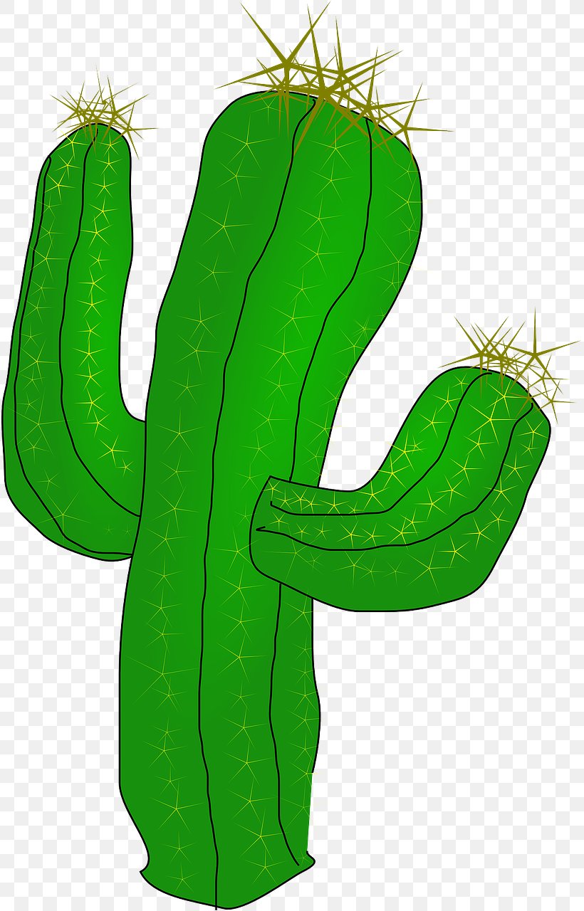 Clip Art Cactus Openclipart Free Content Image, PNG, 815x1280px, Cactus, Barrel Cactus, Caryophyllales, Cucumber, Flower Download Free