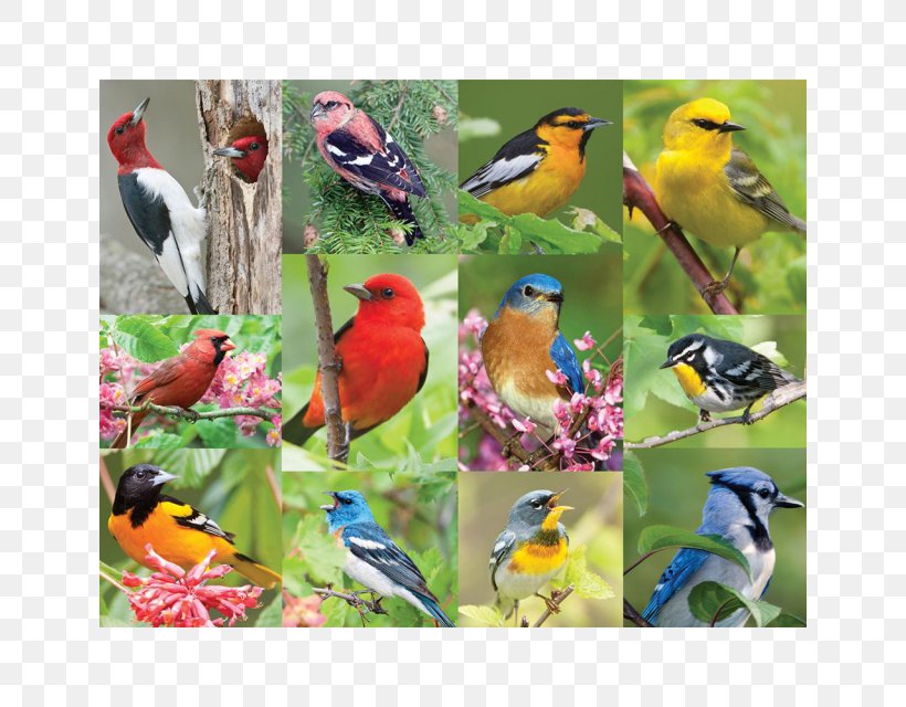 Jigsaw Puzzles Bird Ravensburger Puzzle Video Game, PNG, 640x640px, Jigsaw Puzzles, Beak, Bird, Fauna, Feather Download Free