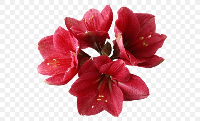 Orchids Flower Clip Art, PNG, 700x497px, Orchids, Amaryllis, Amaryllis Belladonna, Amaryllis Family, Artificial Flower Download Free