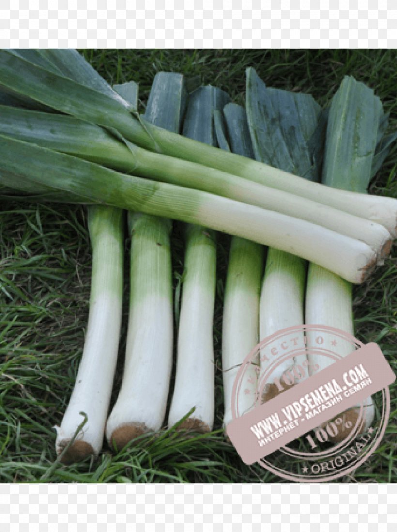 Ukraine Onion Leek Seed Price, PNG, 1000x1340px, Ukraine, Alliaceae, Allium, Crop Yield, Cultivar Download Free