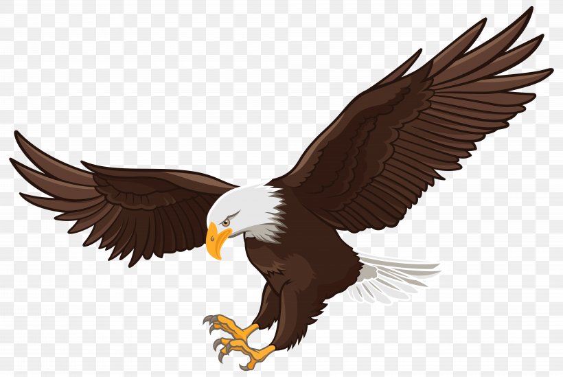 Bald Eagle White-tailed Eagle Clip Art, PNG, 8000x5359px, Bald Eagle, Accipitriformes, Beak, Bird, Bird Of Prey Download Free