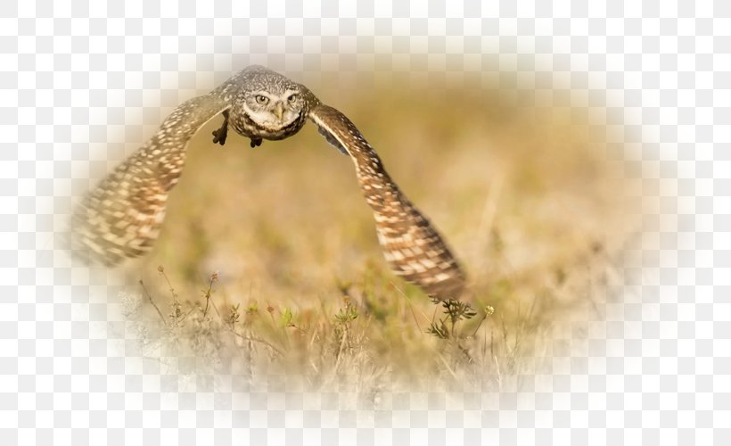 Cheetah Desktop Wallpaper 1080p Lion High-definition Television, PNG, 800x500px, 4k Resolution, Cheetah, Animal, Baby Lions, Bird Download Free
