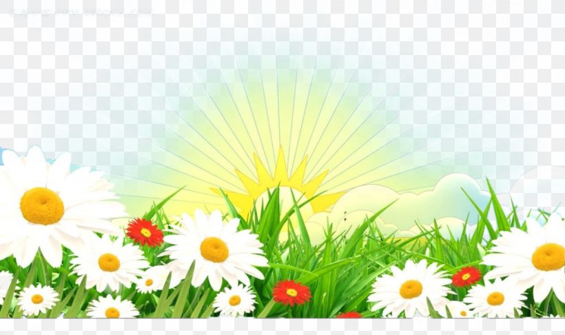 Common Daisy Cartoon Illustration, PNG, 1000x593px, Common Daisy, Cartoon, Chamaemelum Nobile, Chrysanthemum Indicum, Comics Download Free