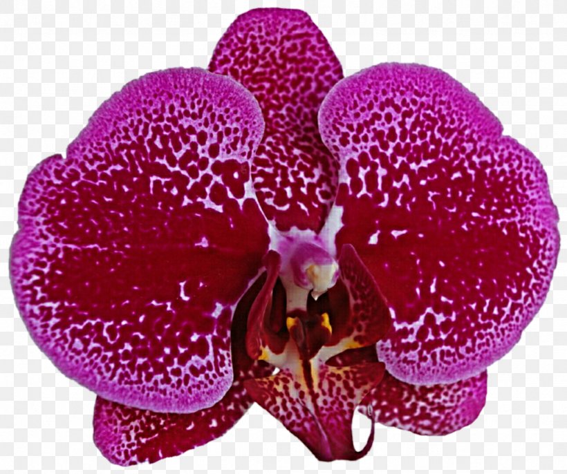 Flowering Plant Magenta Lilac Purple Violet, PNG, 1024x857px, Flowering Plant, Flower, Lilac, Magenta, Moth Orchid Download Free