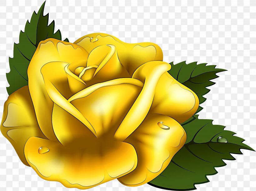 Garden Roses, PNG, 3000x2240px, Yellow, Austrian Briar, Flower, Garden Roses, Petal Download Free
