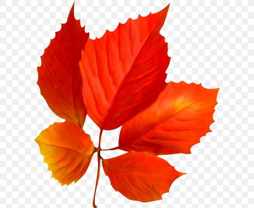 Leaf, PNG, 600x673px, Leaf, Autumn, Digital Image, Flower, Flowering Plant Download Free