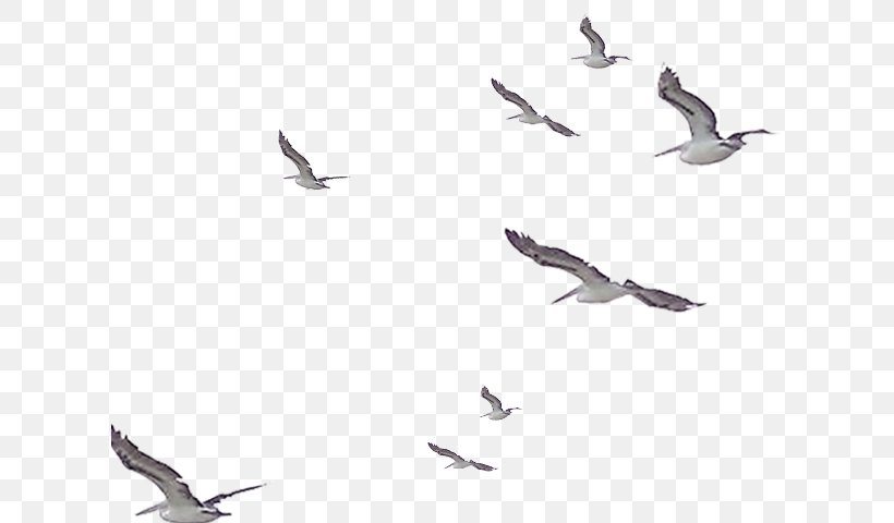 Picsart Background, PNG, 616x480px, Bird, Animal Migration, Art, Beak, Bird Migration Download Free