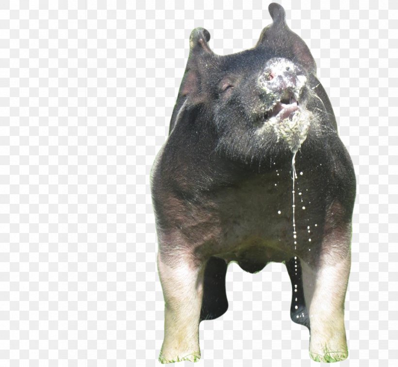 Pig Bear Dog Cattle Snout, PNG, 824x760px, Pig, Animal, Bear, Cattle, Cattle Like Mammal Download Free