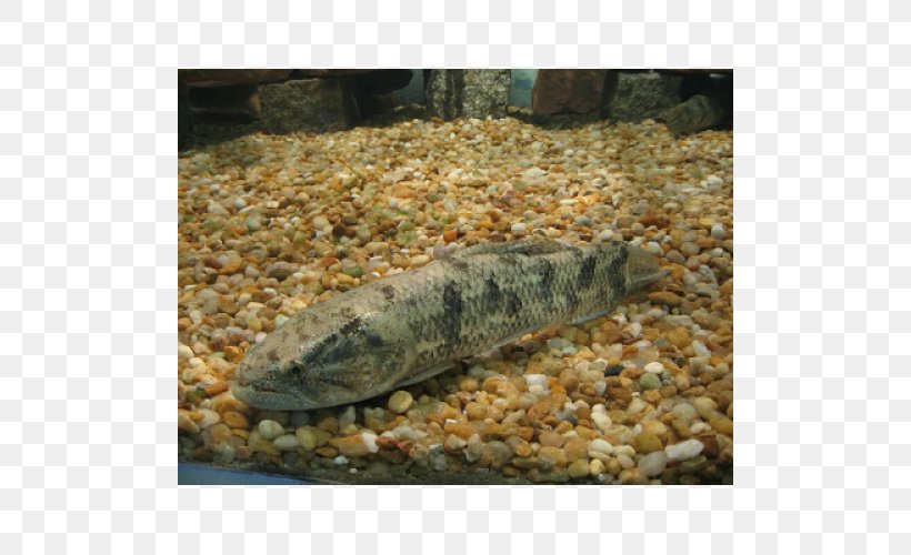 Sardine Hoplias Malabaricus Juvenile Fish Tambaqui Salminus Brasiliensis, PNG, 500x500px, Sardine, Aquaculture, Fauna, Filhote, Fish Download Free