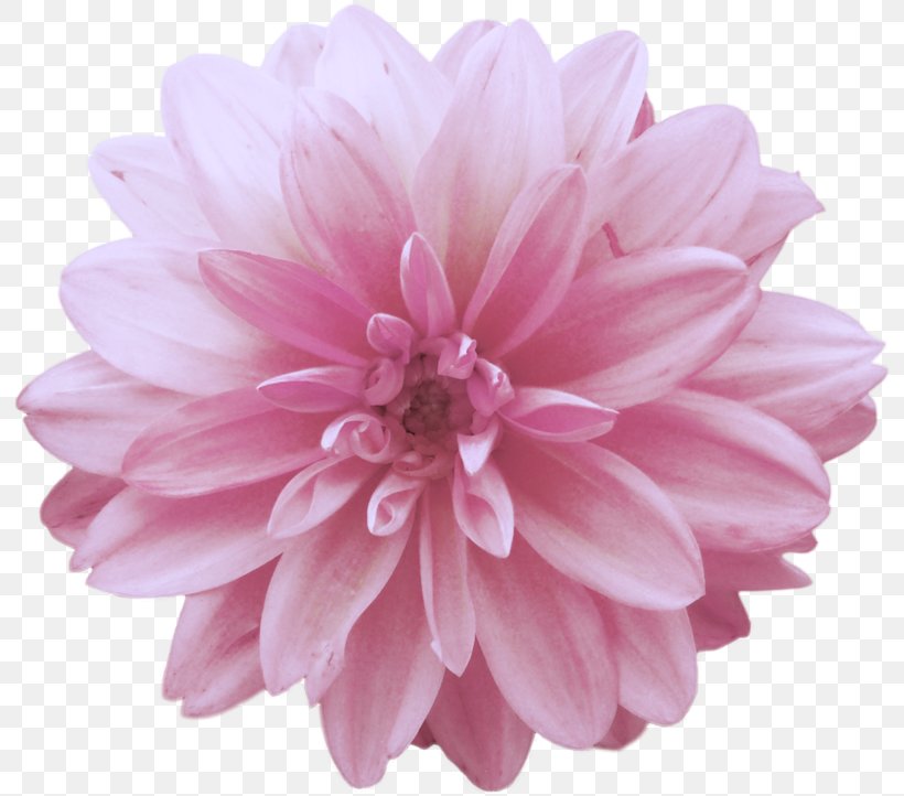 Dahlia Cut Flowers, PNG, 800x722px, Dahlia, Chrysanthemum, Chrysanths, Color, Cut Flowers Download Free