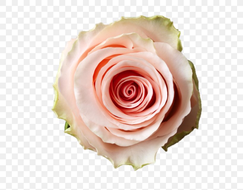 Garden Roses Cut Flowers Cabbage Rose Flower Bouquet, PNG, 644x644px, Garden Roses, Ballet Dancer, Burgundy, Buttercream, Cabbage Rose Download Free