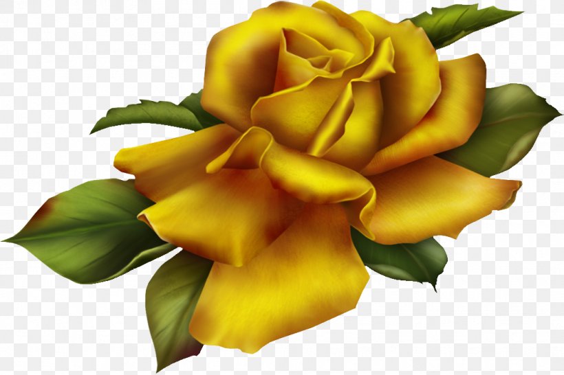 Garden Roses Golden Rose Clip Art, PNG, 1048x698px, Garden Roses, Alphabet, Color, Cut Flowers, Floristry Download Free