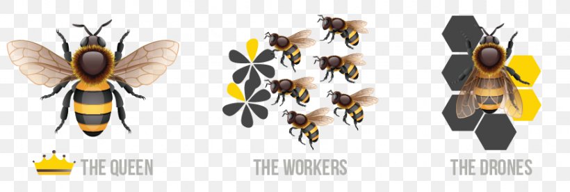 Honey Bee Queen Bee Insect Beehive, PNG, 871x294px, Bee, Arthropod, Beehive, Beekeeper, Beekeeping Download Free