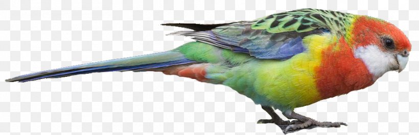 Macaw Bird Loriini Parakeet Beak, PNG, 961x311px, Macaw, Animal Figure, Beak, Bird, Bird Supply Download Free