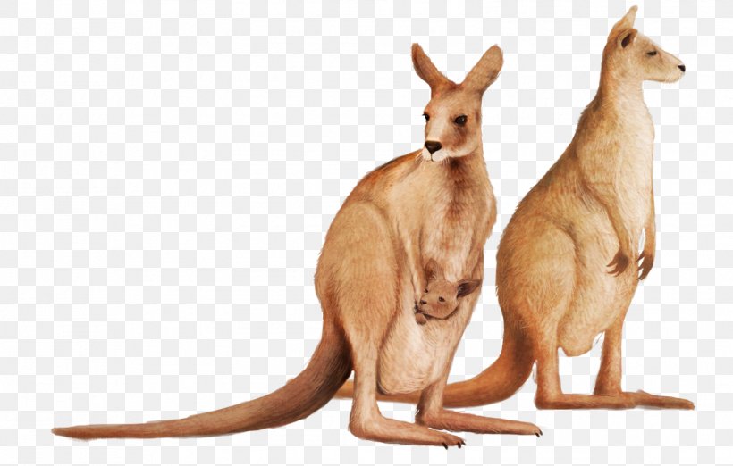 Kangaroo, PNG, 1576x1004px, Macropodidae, Animal, Animal Figure, Coreldraw, Eastern Grey Kangaroo Download Free
