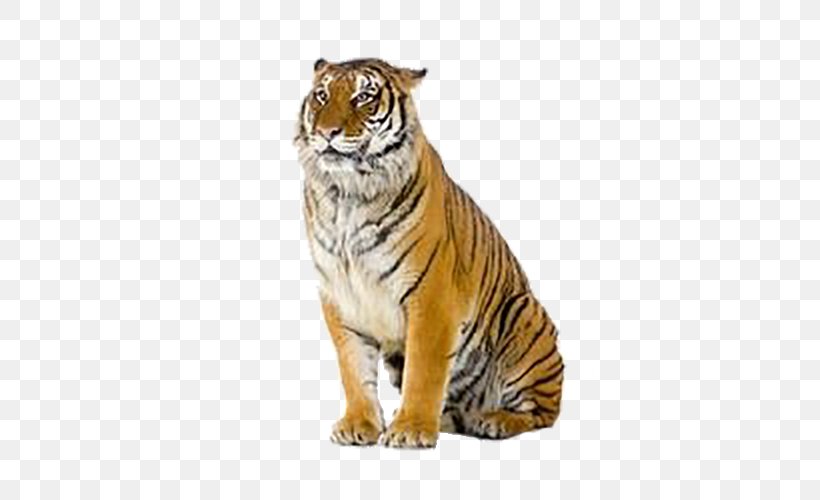 Tiger Stock Photography Royalty-free, PNG, 500x500px, Tiger, Big Cats, Carnivoran, Cat Like Mammal, Depositphotos Download Free