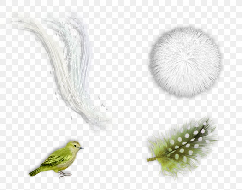 Feather Beak, PNG, 1427x1123px, Feather, Beak, Bird, Grass, Organism Download Free