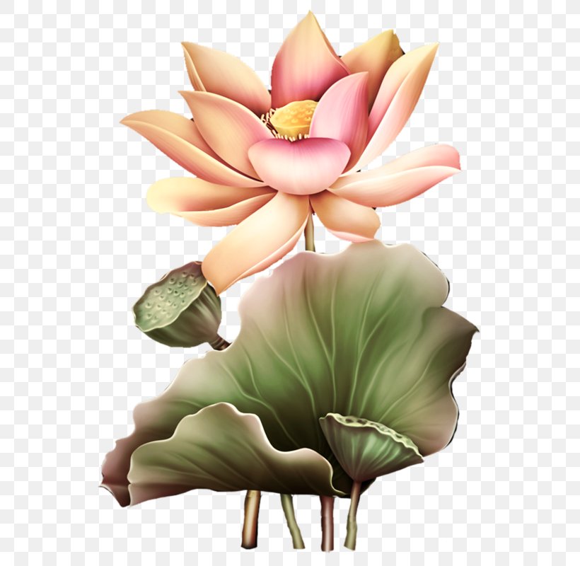 Flower Nelumbo Nucifera Clip Art, PNG, 566x800px, Flower, Albom, Aquatic Plant, Centerblog, Cut Flowers Download Free
