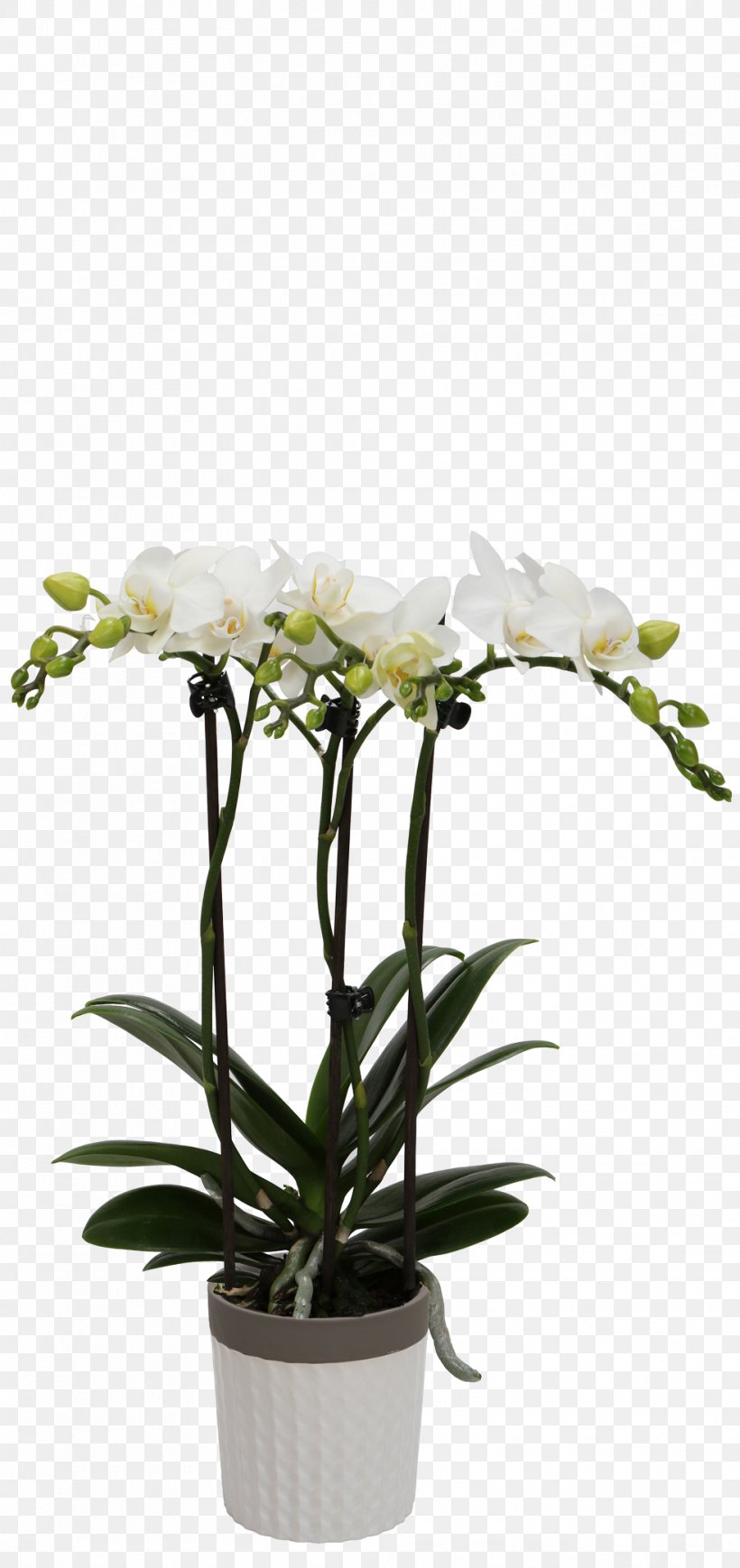 Flower Plant Flowerpot Cut Flowers Moth Orchid, PNG, 983x2084px, Flower, Cut Flowers, Dendrobium, Flowerpot, Houseplant Download Free