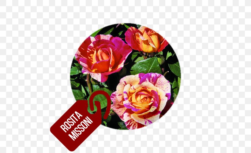 Garden Roses Floribunda Cabbage Rose Cut Flowers, PNG, 500x500px, Garden Roses, Cabbage Rose, Cut Flowers, Floral Design, Floribunda Download Free