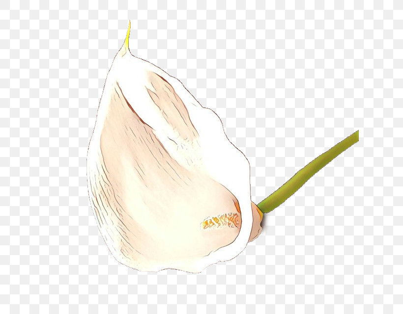 Garlic Arum Elephant Garlic Plant Vegetable, PNG, 640x640px, Garlic, Alismatales, Allium, Anthurium, Arum Download Free