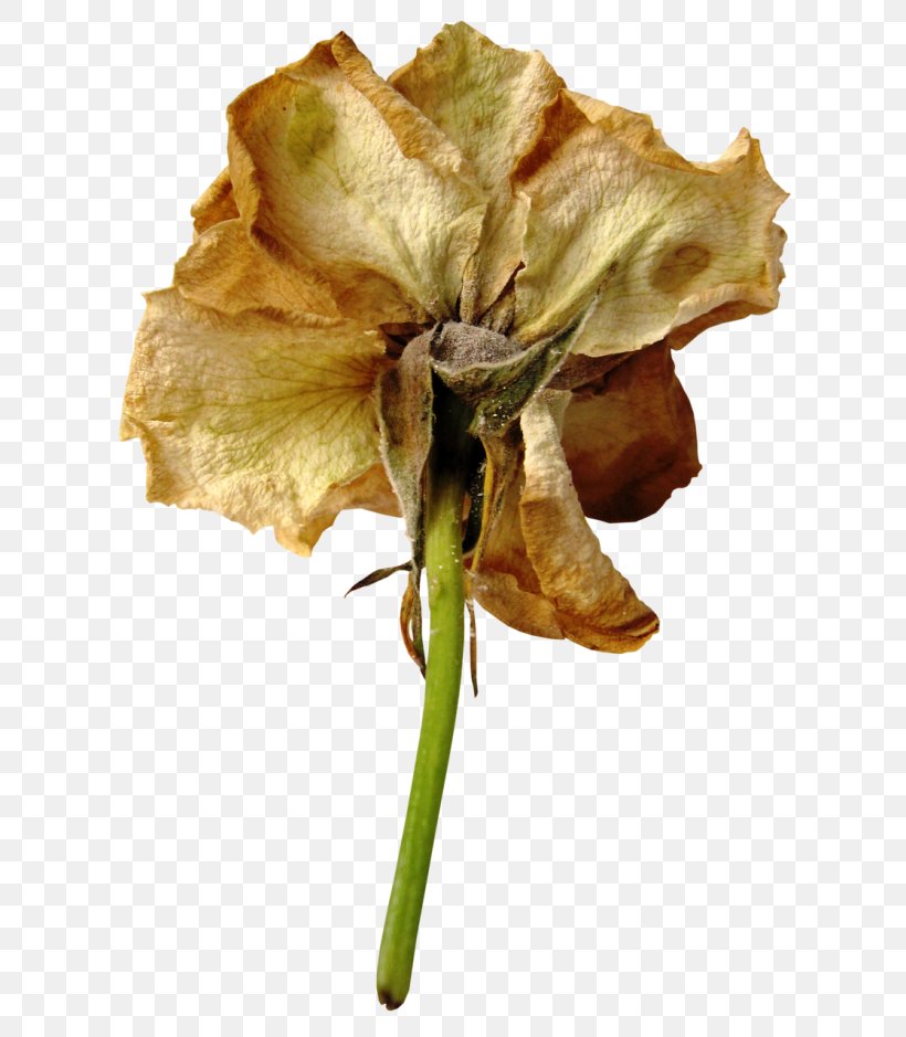 Petal Hashtag Tagged Plant Stem Cut Flowers, PNG, 650x939px, Petal, Amaryllis Belladonna, Amaryllis Family, Botany, Cut Flowers Download Free