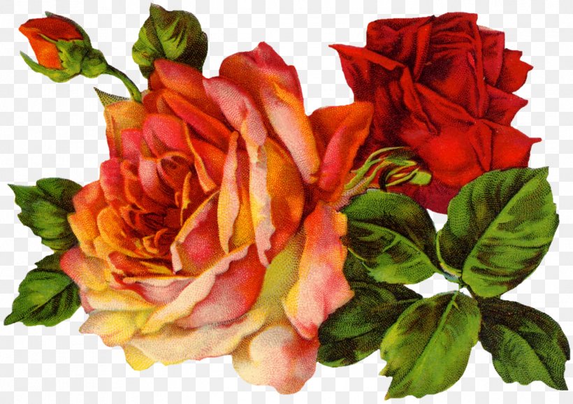 Vintage Roses: Beautiful Varieties For Home And Garden Vintage Clothing Clip Art, PNG, 1376x971px, Rose, Annual Plant, Antique, China Rose, Cut Flowers Download Free