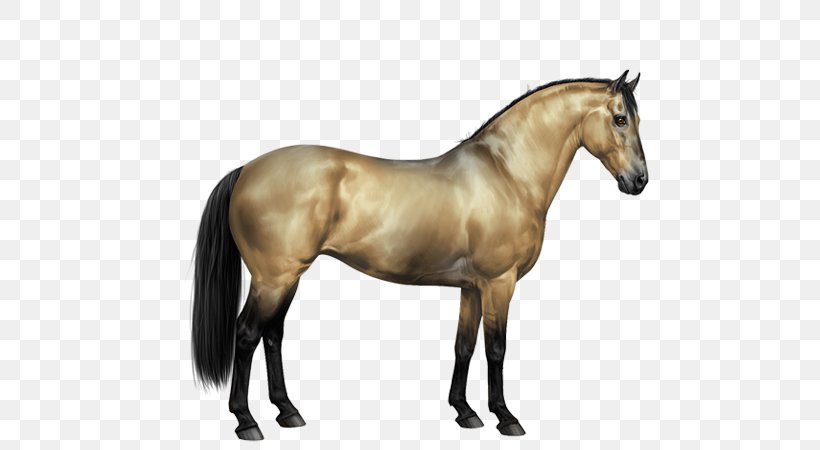 Appaloosa Howrse Knabstrupper Arabian Horse Mustang, PNG, 600x450px, Appaloosa, American Quarter Horse, Animal Figure, Arabian Horse, Breed Download Free