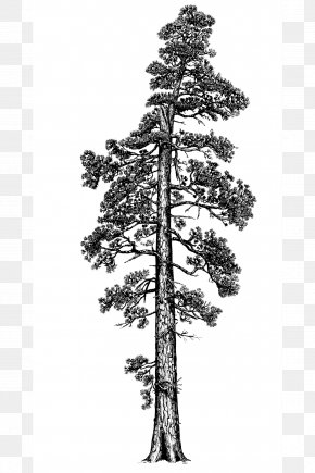 tall tree clipart black and white free