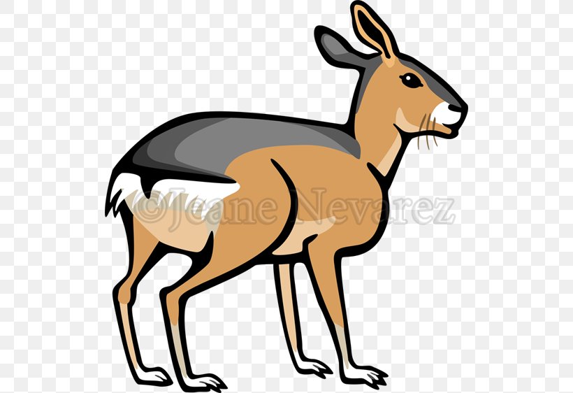 Kangaroo Cartoon, PNG, 520x562px, Patagonian Mara, Antelope, Cartoon, Cavies, Fawn Download Free