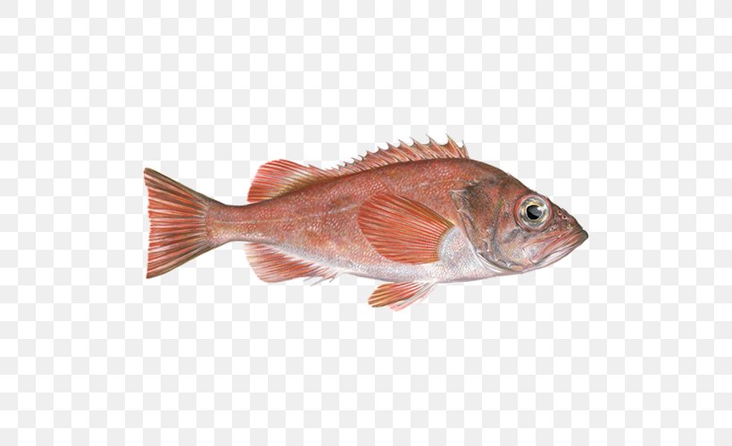 Northern Red Snapper Fish Products Redfish Seafood Fishing, PNG, 500x500px, Northern Red Snapper, Acadian Redfish, Animal Source Foods, Cod, Fauna Download Free