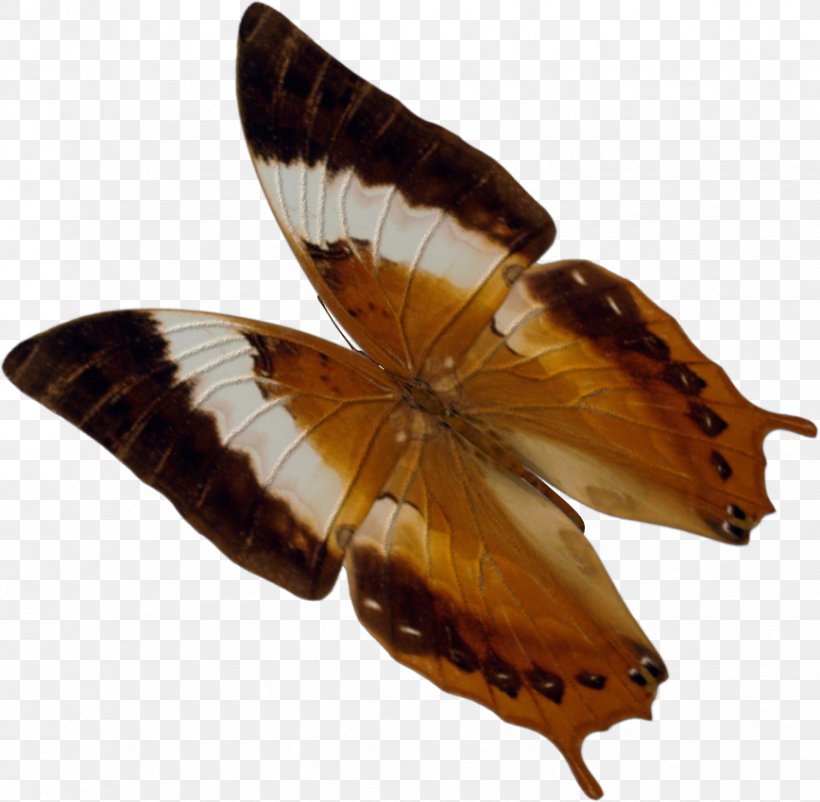 Brush-footed Butterflies Gossamer-winged Butterflies Moth Butterfly, PNG, 868x850px, Brushfooted Butterflies, Arthropod, Brush Footed Butterfly, Butterfly, Gossamerwinged Butterflies Download Free