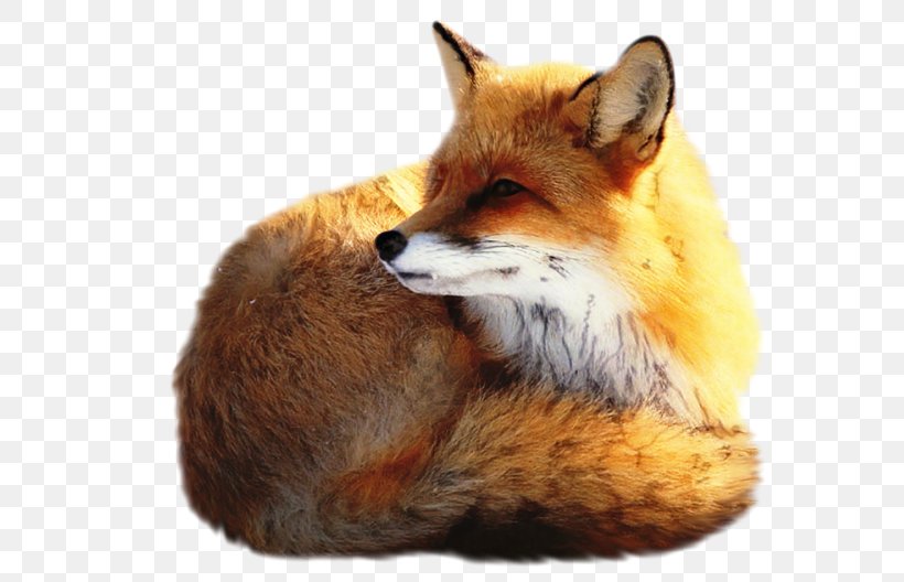 Fox Cartoon, PNG, 599x528px, Red Fox, Animal Figure, Dog, Fox, Fox ...
