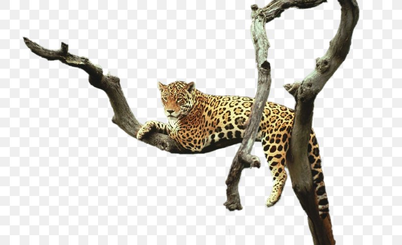 Leopard Cheetah Jaguar Animal, PNG, 800x500px, Leopard, Animal, Big Cats, Car, Carnivoran Download Free
