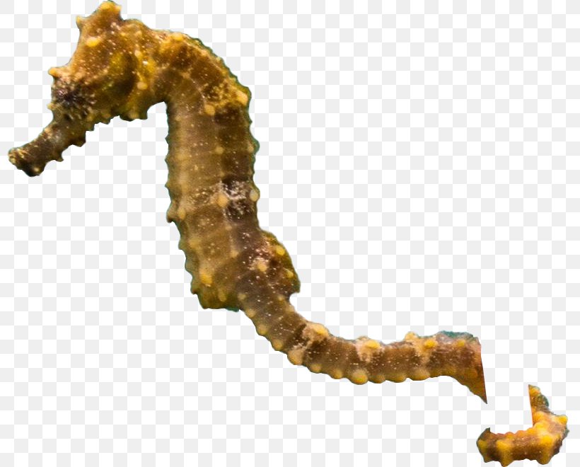 Short-snouted Seahorse, PNG, 801x660px, Shortsnouted Seahorse, Cotton Buds, Drawing, Ear, Hippocampus Download Free