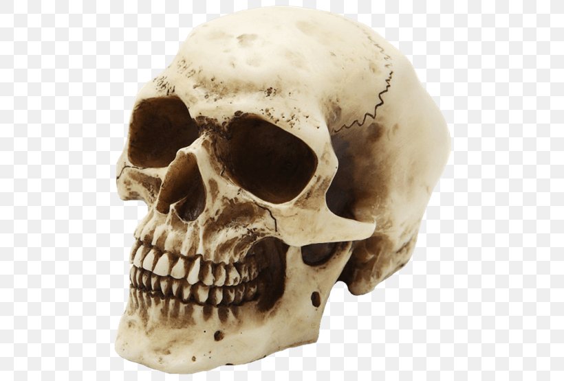 Skull Human Skeleton Human Head, PNG, 555x555px, Skull, Anatomy, Bone, Head, Head And Neck Anatomy Download Free