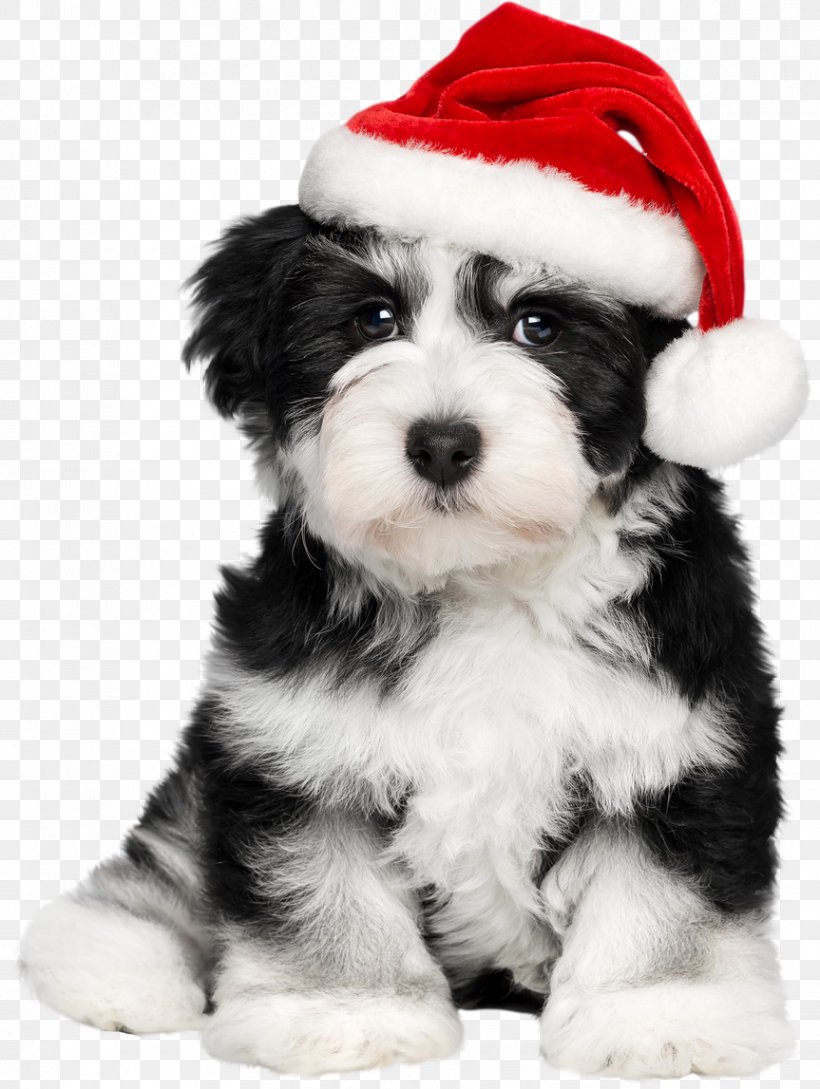 Havanese Dog Puppy Santa Claus French Bulldog, PNG, 863x1147px, Havanese Dog, Bulldog, Carnivoran, Christmas, Christmas Card Download Free