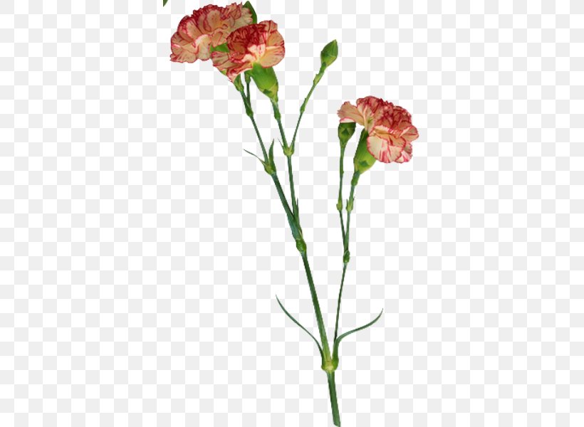 Carnation Flower Clip Art, PNG, 362x600px, Carnation, Animation, Clove, Cut Flowers, Dianthus Download Free