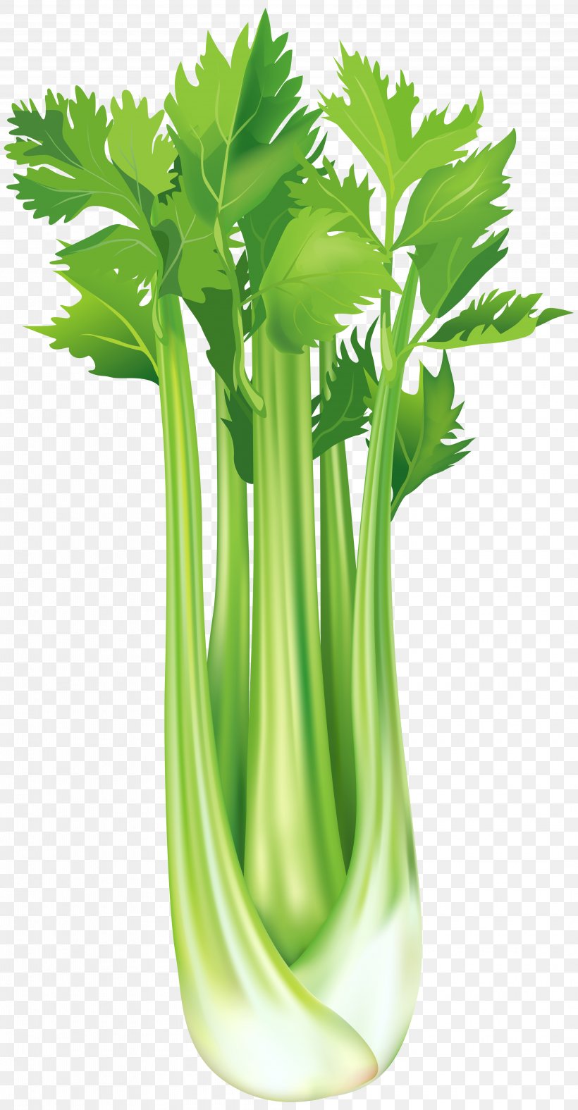 Celeriac Vegetable Clip Art, PNG, 4165x8000px, Celeriac, Carrot, Celery, Flowerpot, Food Download Free