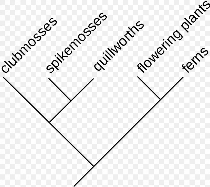 Cladogram Cladistics Systematics Phylogenetic Tree Maximum Likelihood Estimation, PNG, 863x768px, Cladogram, Area, Black, Black And White, Brand Download Free