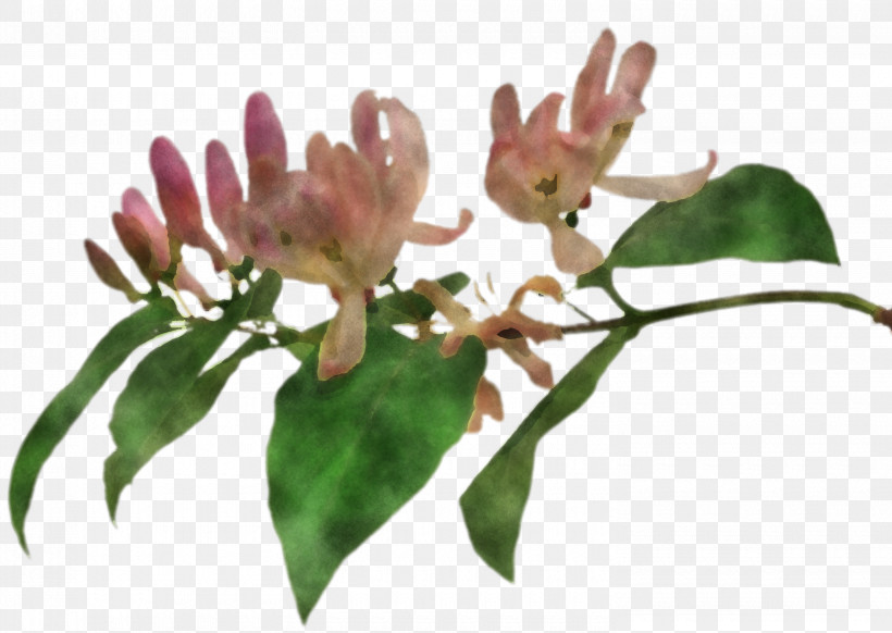 Flower Plant Leaf Tree Honeysuckle, PNG, 2960x2103px, Flower, Honeysuckle, Leaf, Plant, Tree Download Free