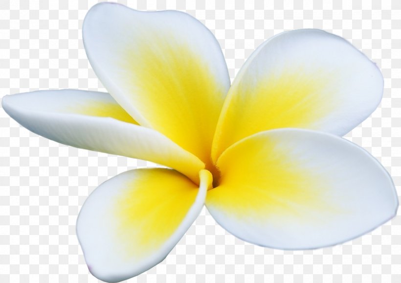 Petal Flower Stock Photography Frangipani Yellow, PNG, 1200x847px, Petal, Blog, Chemical Element, Color, Flower Download Free