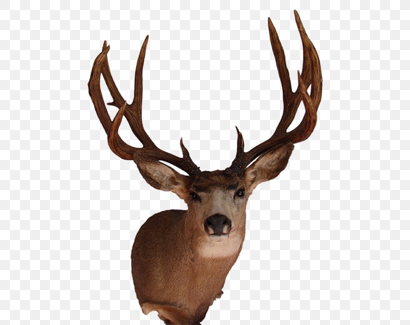 White-tailed Deer Elk Mule Deer Antler, PNG, 506x650px, Deer, Animal, Antler, Biggame Hunting, Blacktailed Deer Download Free